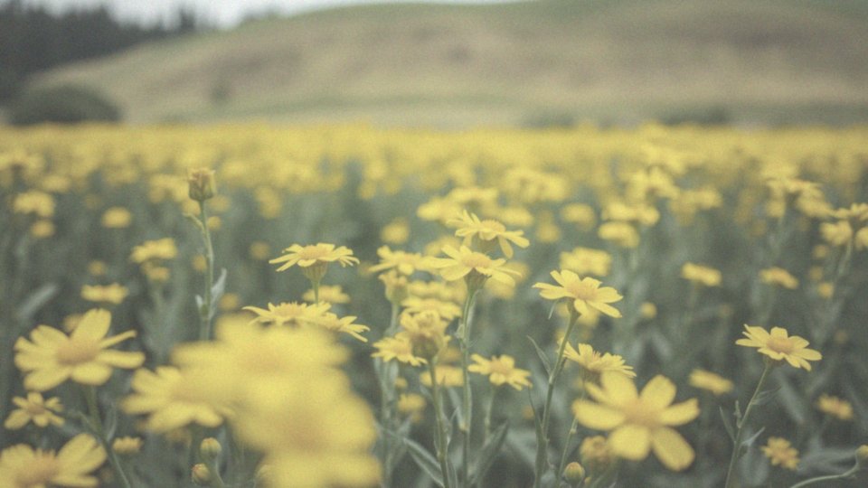 Jakie możliwości fotograficzne oferuje Xiaomi Redmi 13?
